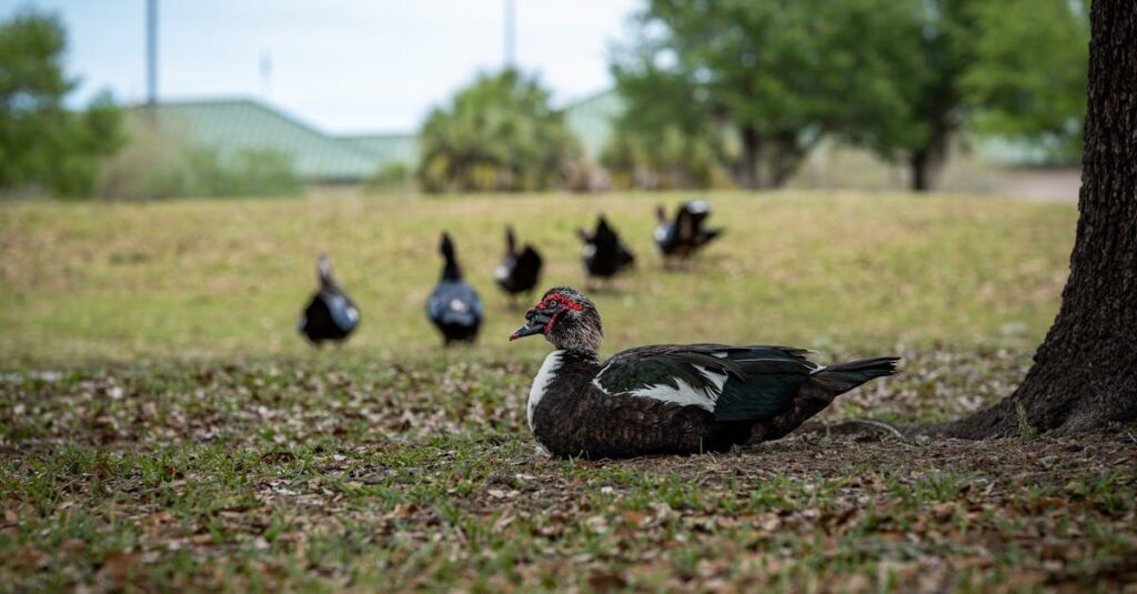 découvrez les meilleures techniques et conseils pour la chasse au canard. apprenez à choisir l'équipement approprié, à identifier les habitats, et à maximiser vos chances de succès lors de vos expéditions de chasse. plongez dans l'univers passionnant de la chasse au canard en france.