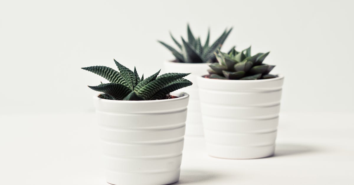 découvrez notre sélection unique de décoration pour sublimer votre intérieur. astuces, tendances et idées créatives pour transformer votre espace en un véritable chez-soi.