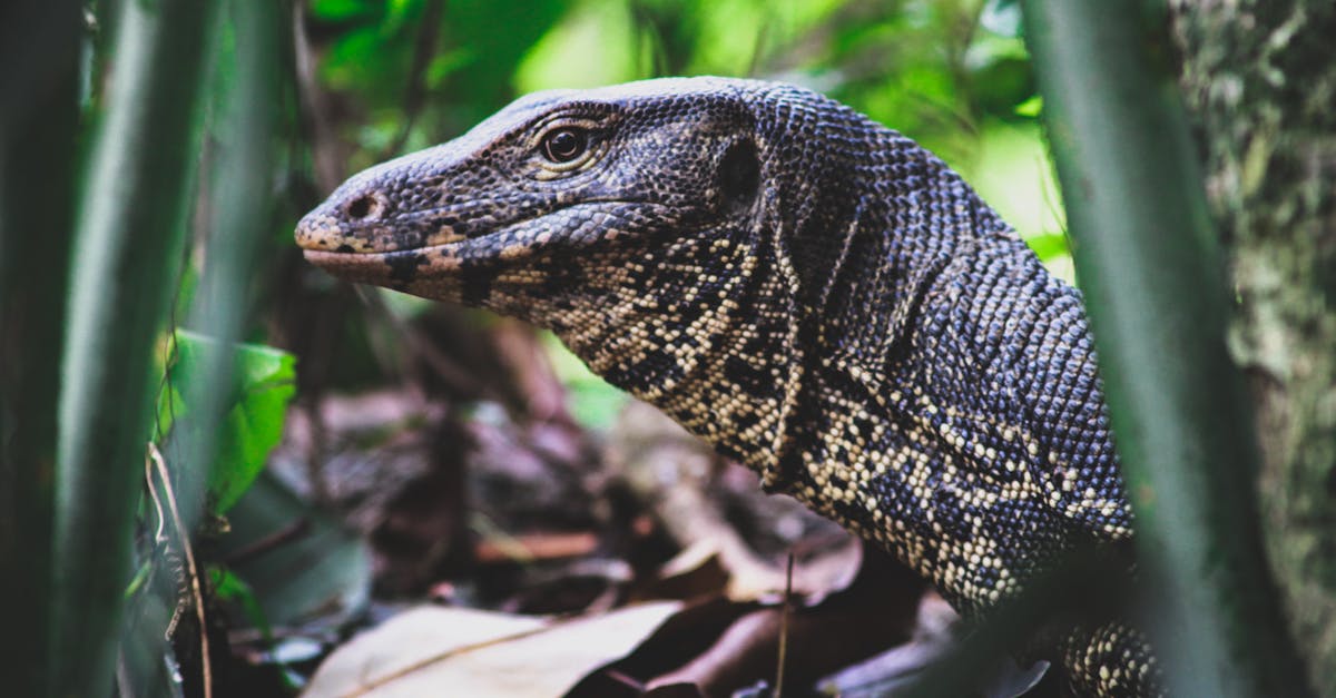 découvrez l'univers fascinant des dragons, créatures mythiques aux pouvoirs impressionnants. plongez dans leurs légendes, explorations et représentations à travers les âges, et laissez-vous envoûter par ces bêtes majestueuses qui continuent d'inspirer la culture moderne.