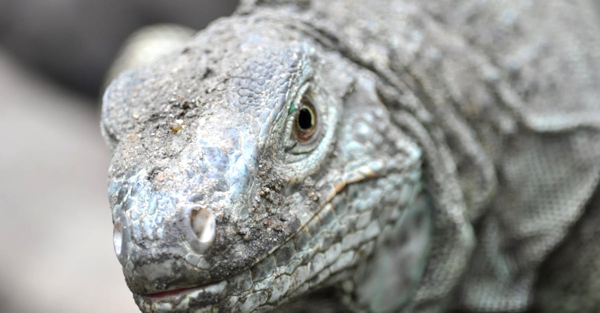 découvrez l'univers fascinant des dragons, ces créatures mythiques aux pouvoirs impressionnants. explorez leur symbolique, leur représentation dans différentes cultures et plongez dans les légendes qui les entourent.