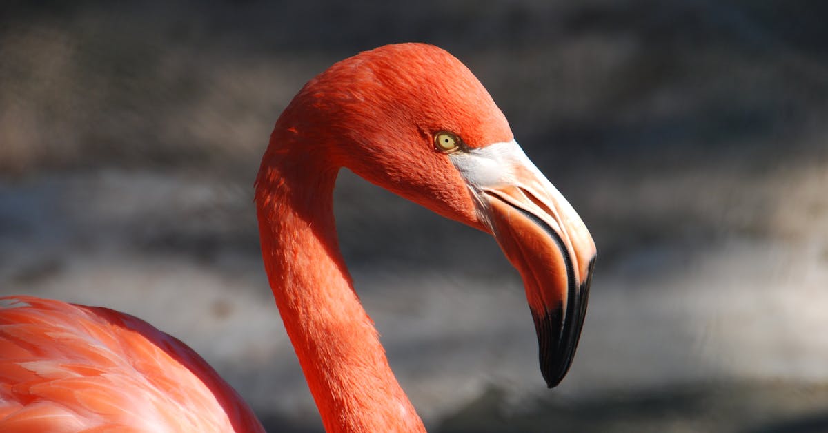 découvrez l'univers fascinant des flamants roses, ces oiseaux emblématiques aux couleurs vibrantes. apprenez sur leur habitat, leurs comportements uniques et les secrets de leur magnifique plumage.
