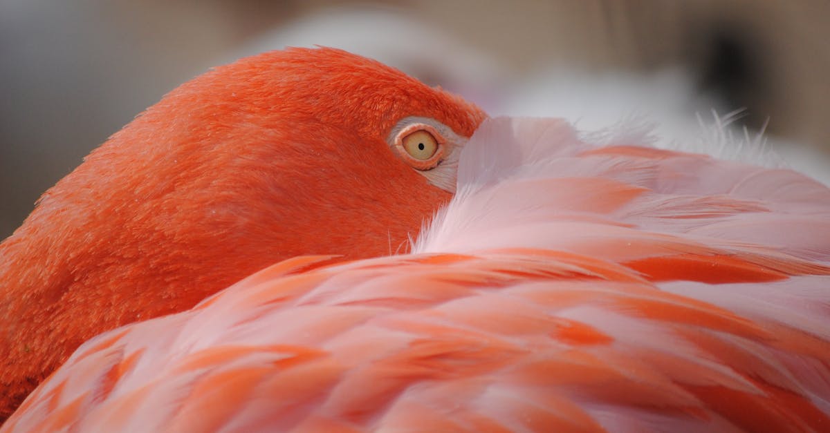 découvrez le fascinant monde des flamants ! apprenez tout sur ces oiseaux majestueux, leur habitat, leur comportement et leur incroyable couleur rose. plongez dans l'univers des flamants à travers des articles, des photos et des vidéos captivantes.