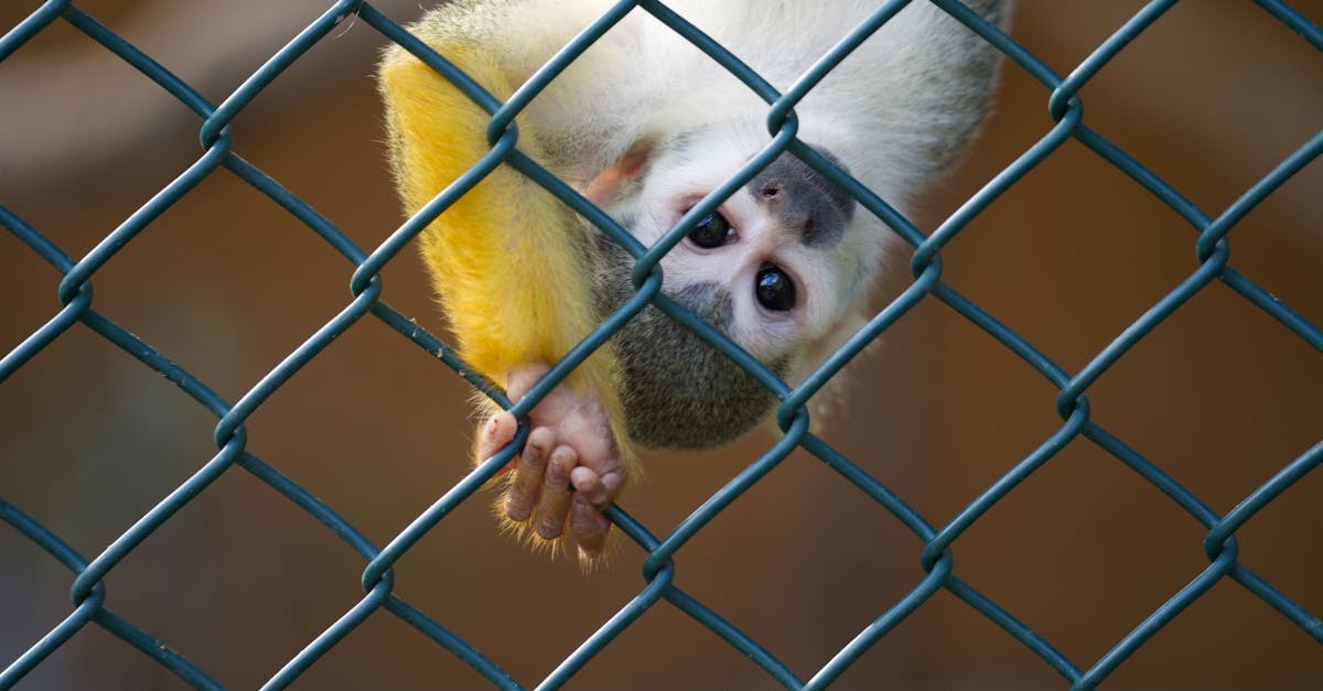 découvrez notre gamme innovante de cages suspendues pour écureuils flottants, alliant design moderne et fonctionnalité. offrez à vos amis à fourrure un habitat stimulant et sécurisé tout en ajoutant une touche esthétique à votre espace. idéal pour les amoureux des animaux et les passionnés de décoration!