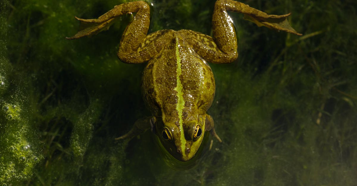 découvrez l'univers amusant des sauts de grenouille ! apprenez les techniques, les meilleures pratiques et amusez-vous avec des jeux inspirés de cette activité pleine d'énergie. rejoignez-nous pour un moment ludique et dynamique !