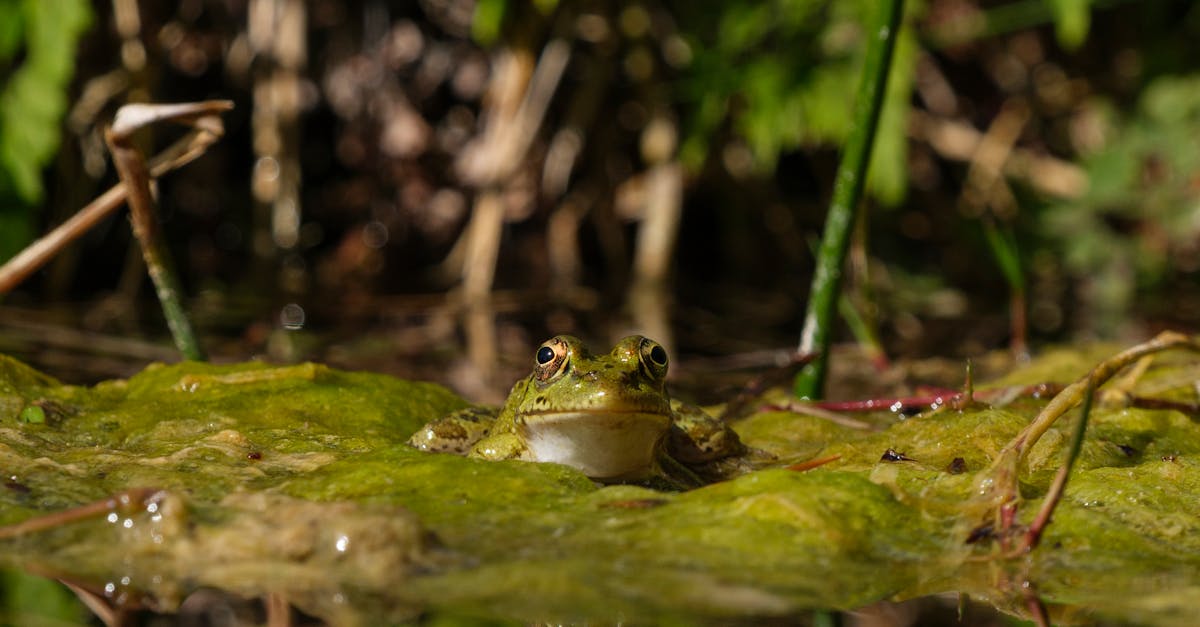 découvrez le monde fascinant du saut de grenouille, une activité ludique et amusante qui allie sport et nature. apprenez les techniques pour maîtriser cet art, participez à des compétitions divertissantes et explorez les différents aspects de cette discipline unique qui ravira petits et grands.