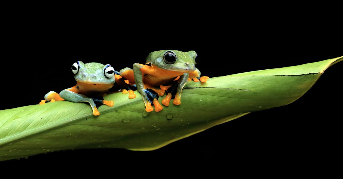 découvrez le monde fascinant des grenouilles sautantes ! plongez dans leur habitat, leur comportement unique et les différentes espèces de grenouilles qui maîtrisent l'art du saut. apprenez comment ces créatures étonnantes surmontent des obstacles et s'adaptent à leur environnement.