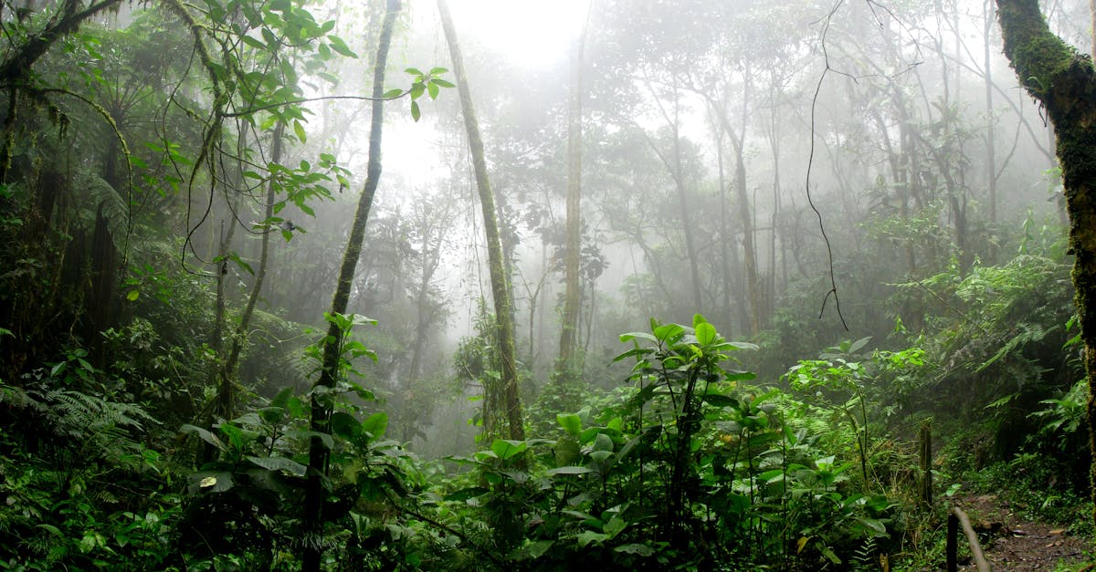 plongez au cœur d'une aventure palpitante dans la jungle ! explorez des paysages exotiques, rencontrez une faune fascinante et vivez des moments inoubliables au gré des péripéties. préparez-vous à une escapade pleine de découvertes et d'émotions dans un monde sauvage et mystérieux.