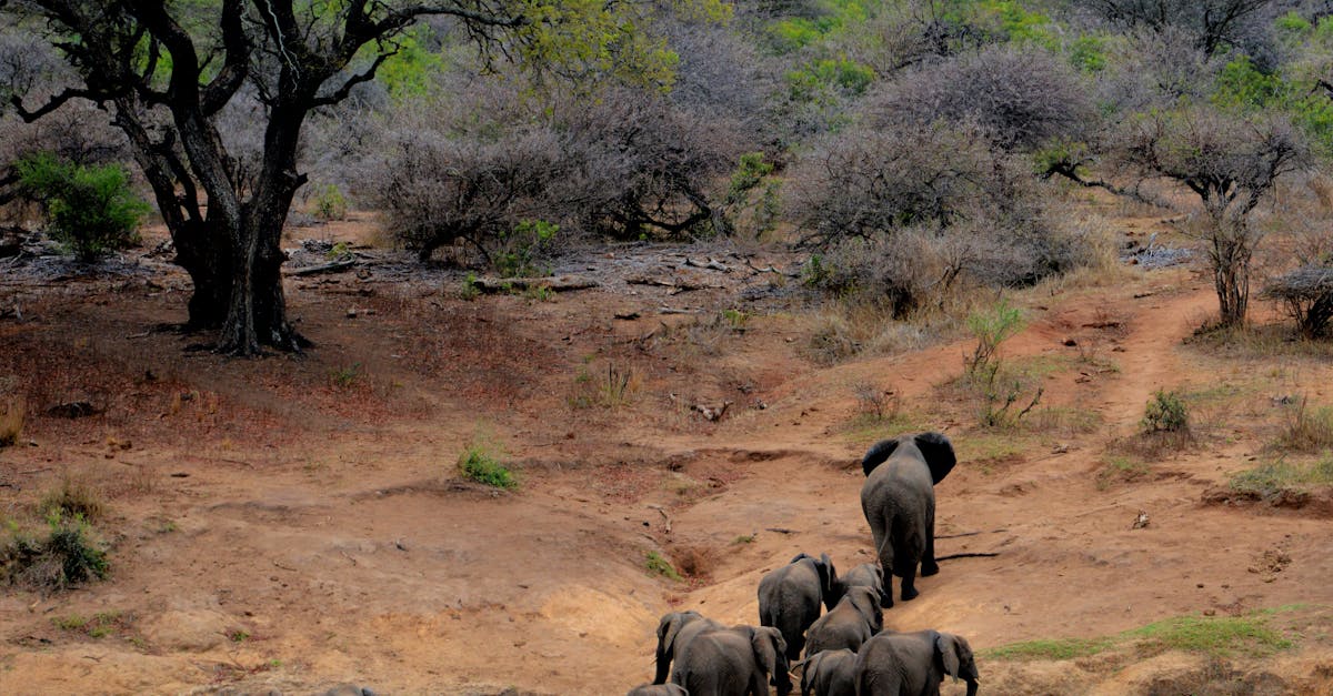 plongez dans une aventure palpitante au cœur de la jungle ! découvrez des paysages exotiques, une faune fascinante et des défis palpitants dans notre jungle adventure. préparez-vous à vivre des moments inoubliables et une expérience immersive qui éveillera votre esprit d'explorateur.
