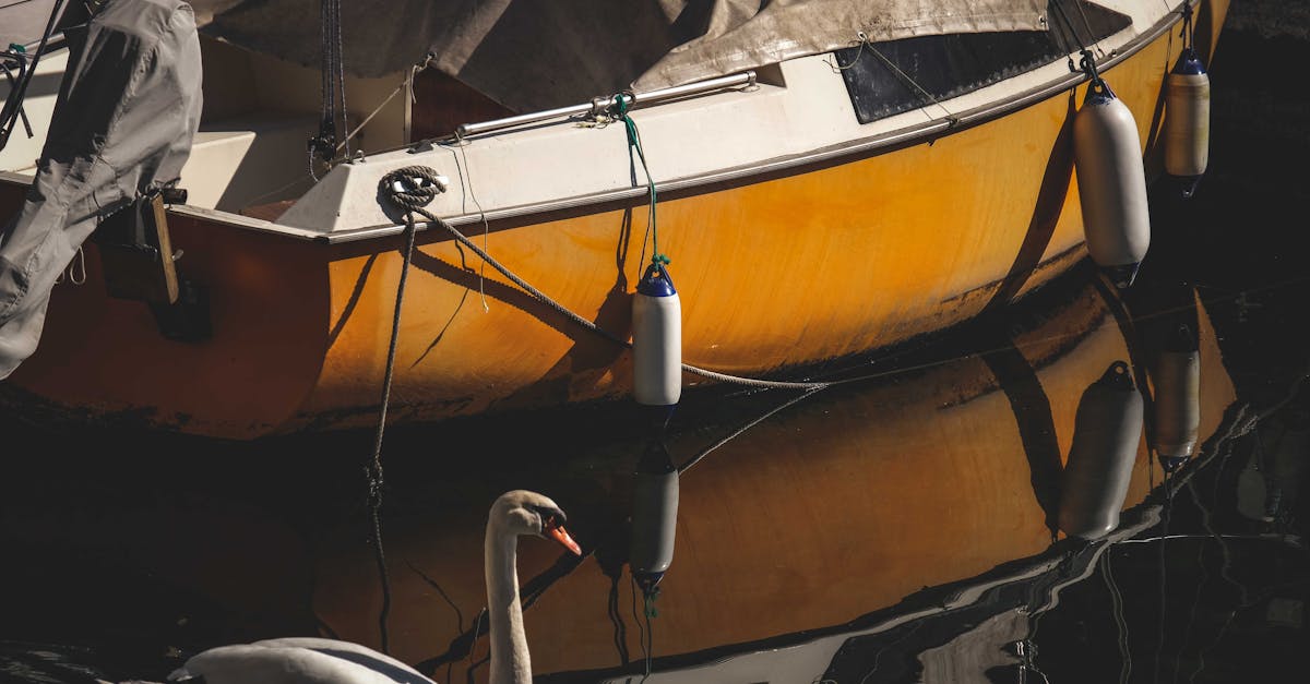 dĂ©couvrez l'Ă©lĂ©gance et le charme des bateaux cygnes. parfaits pour une promenade romantique ou une journĂ©e en famille, ces adorables embarcations flottent paisiblement sur les lacs, offrant une expĂ©rience unique et mĂ©morable au cĆur de la nature.