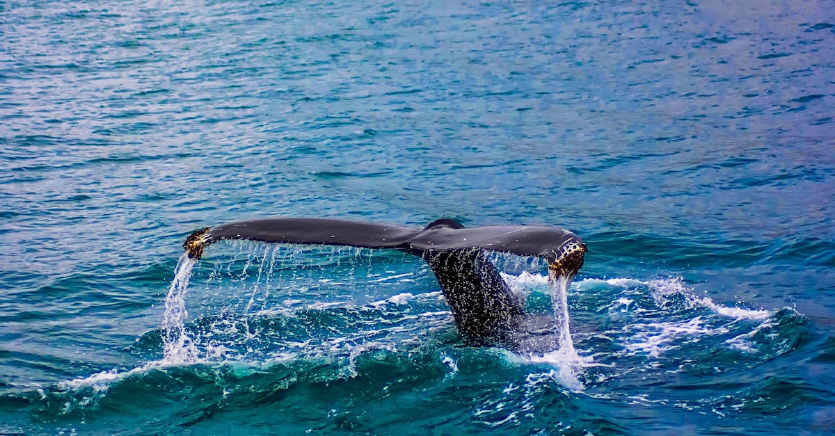 découvrez l'univers fascinant des baleines, ces majestueux géants des océans. explorez leur comportement, leur habitat et leur rÎle essentiel dans l'écosystÚme marin.