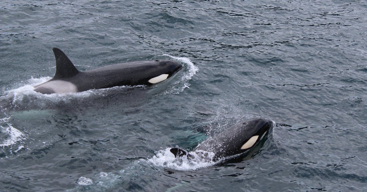 découvrez l'univers fascinant des baleines, ces majestueux géants des mers. apprenez-en plus sur leur habitat, leur comportement et leur conservation, et explorez les merveilles qu'ils apportent à nos océans.